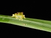 Nighttime wildlife in Mindo